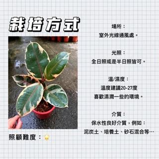 橡膠樹 繁殖|如何繁殖橡膠樹